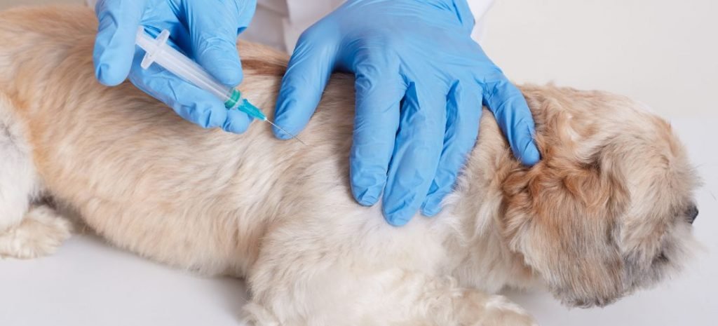 Pet Vaccination Abu Dhabi
