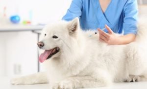 pet vaccination Abu Dhabi