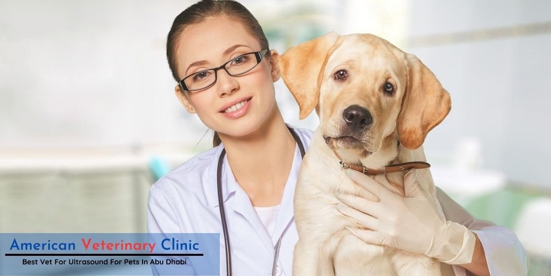 ultrasound for dogs and cats in Abu Dhabi