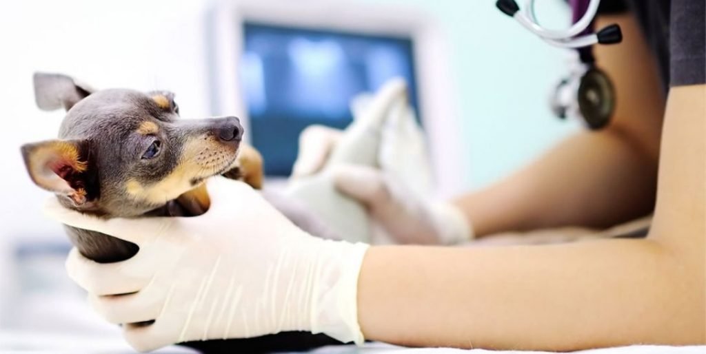 Best Vet for Ultrasound - Ultrasound for Dogs and Cats in Abu Dhabi