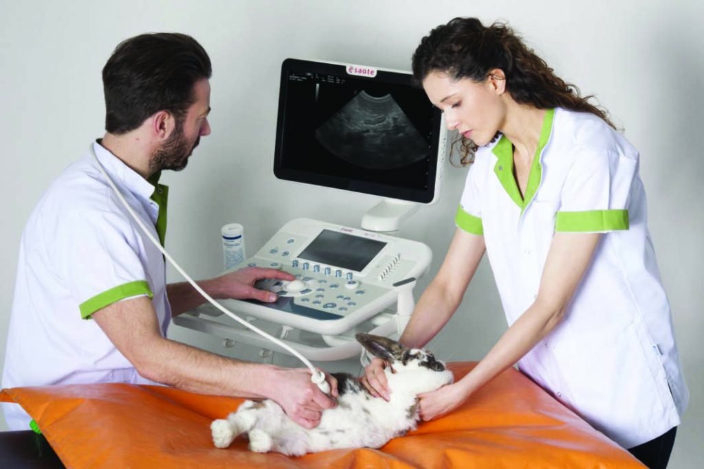 ultrasound for dogs and cats in Abu Dhabi
