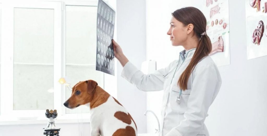 X Rays Dogs And Cats Abu Dhabi