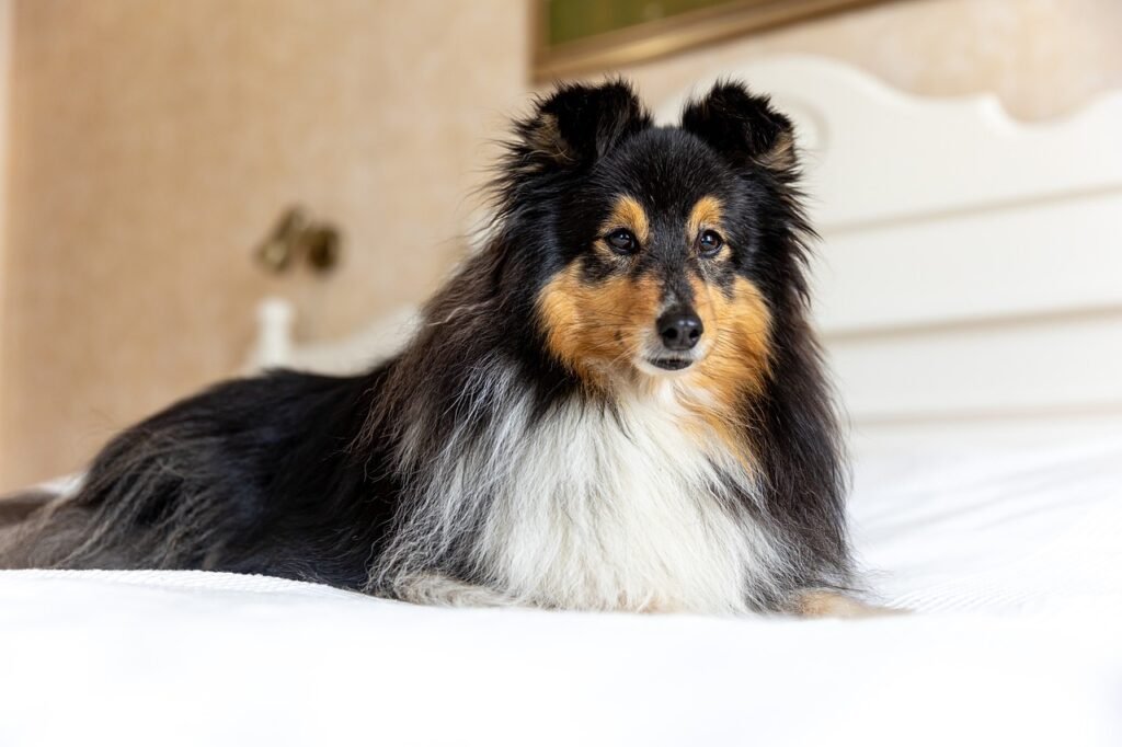 why-avc-cattery-and-kennel-is-your-only-choice-for-your-pet-hotel